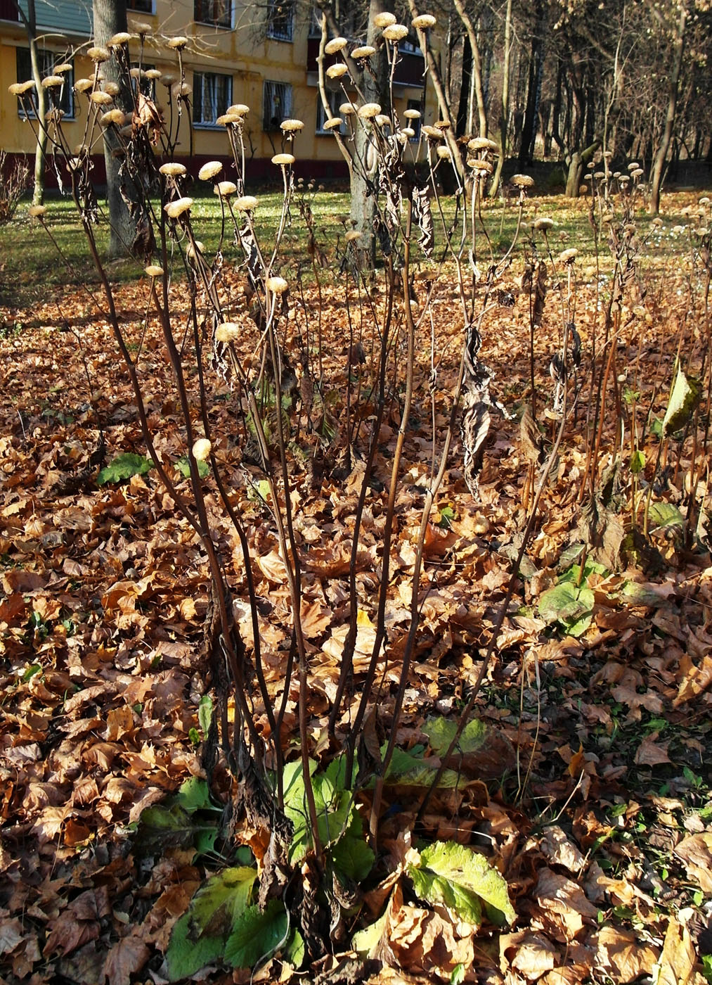 Изображение особи Telekia speciosa.