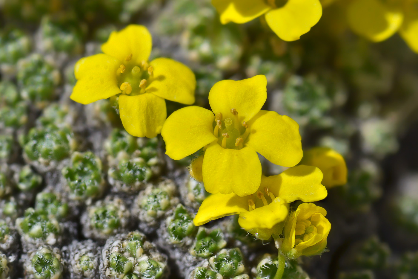 Изображение особи Draba bryoides.