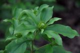 Atractylodes ovata