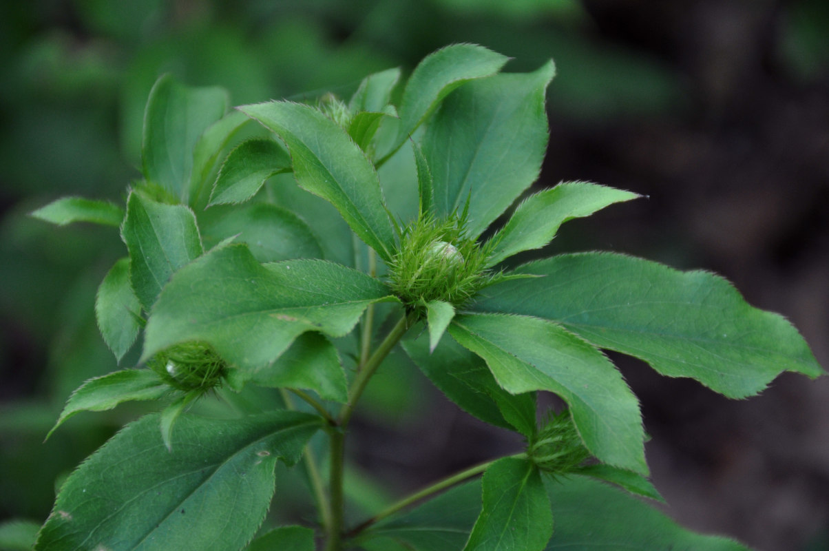 Изображение особи Atractylodes ovata.