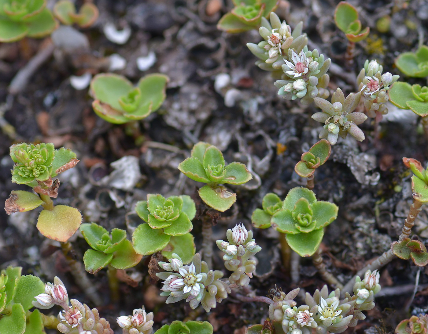 Изображение особи Sedum hispanicum.