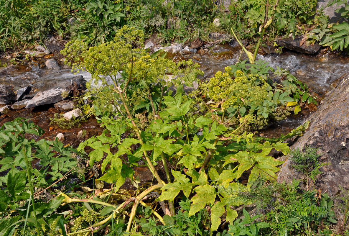 Image of Archangelica decurrens specimen.