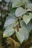 Reynoutria japonica