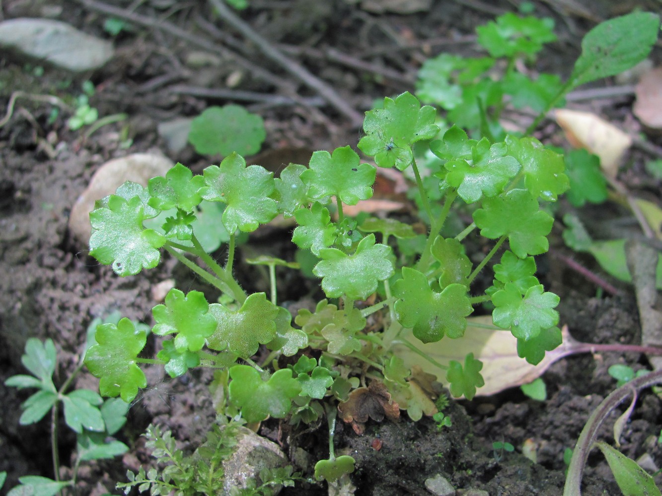 Изображение особи Saxifraga cymbalaria.