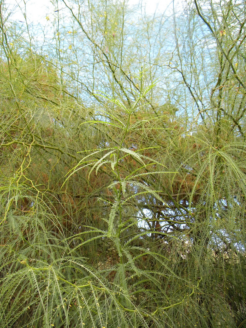 Image of Parkinsonia aculeata specimen.