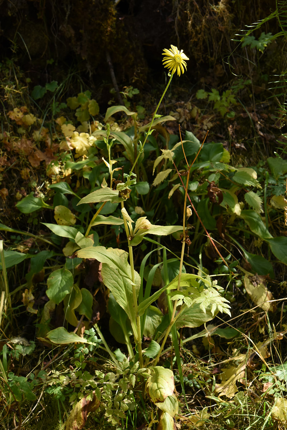 Изображение особи Doronicum turkestanicum.