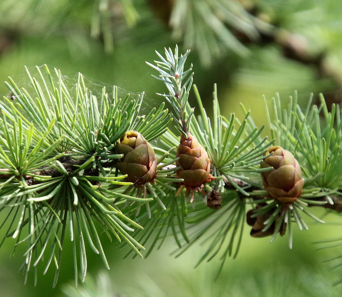 Image of Larix sukaczewii specimen.