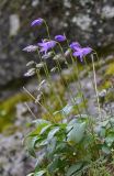 Campanula collina. Цветущее растение. Республика Северная Осетия-Алания, Ирафский р-н, Большой Кавказ, хр. Фастагдор, левый склон Караугомского ущелья, ≈ 2180 м н.у.м., задернованная морена. 09.07.2021.