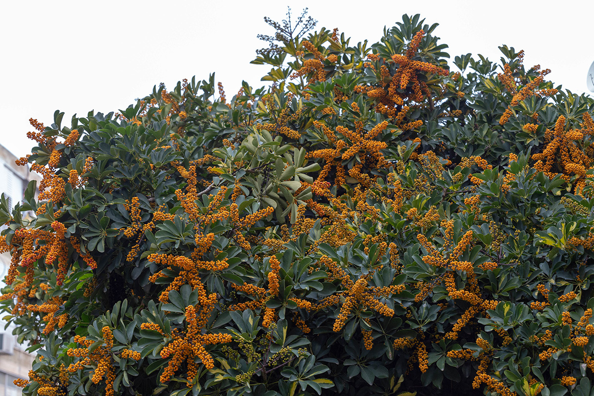 Image of Heptapleurum arboricola specimen.