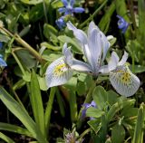 Iridodictyum × catharinae