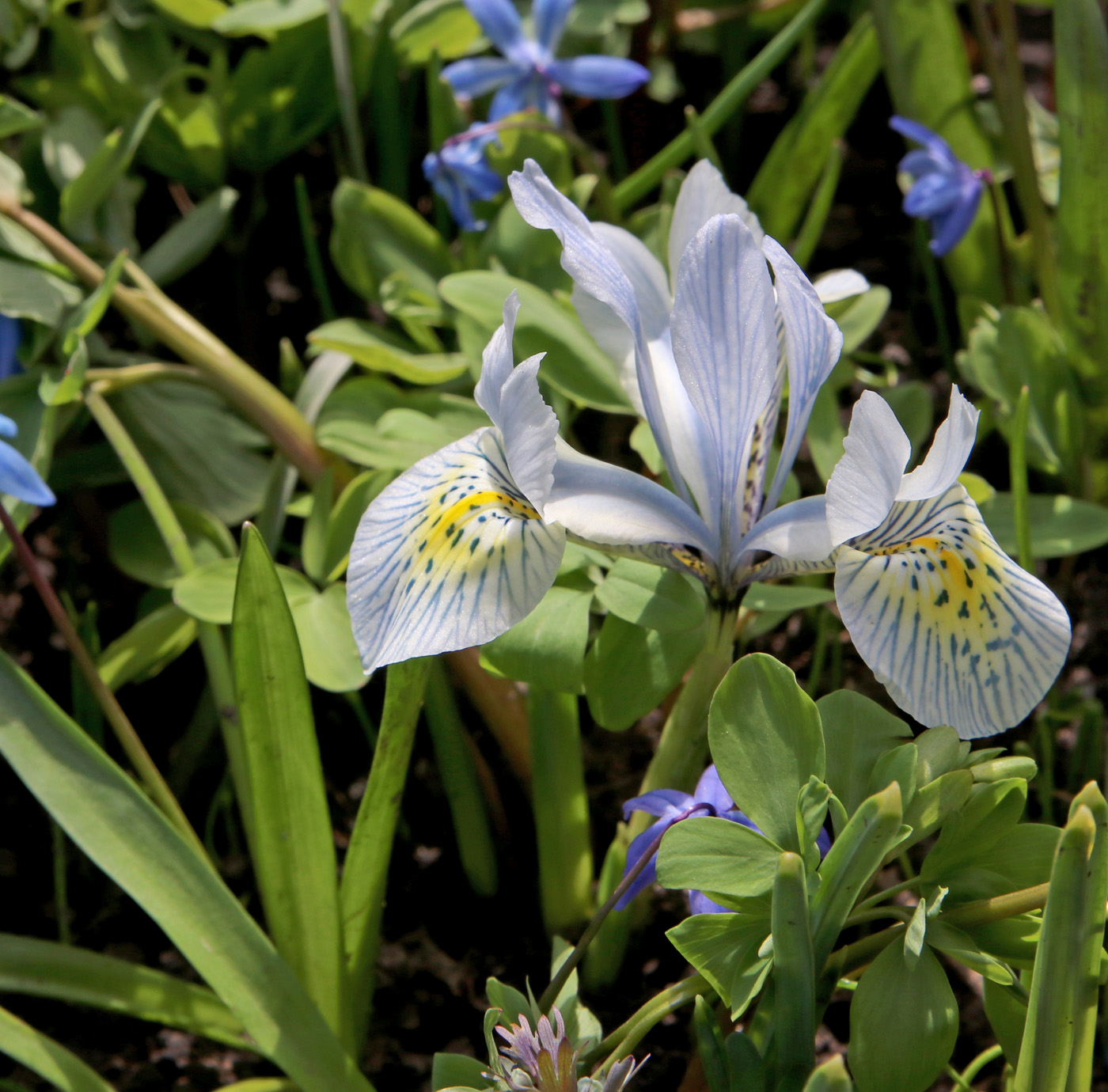 Изображение особи Iridodictyum &times; catharinae.