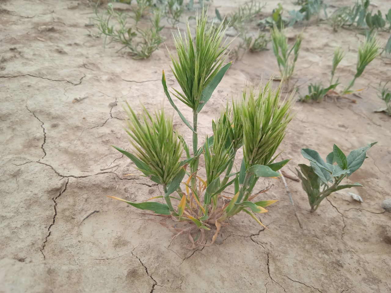 Image of Bromus scoparius specimen.