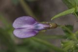 Vicia bithynica