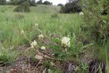 Oxytropis tachtensis