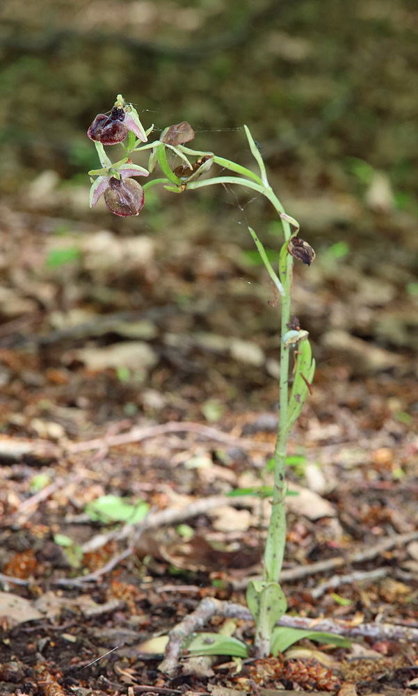 Изображение особи Ophrys mammosa.