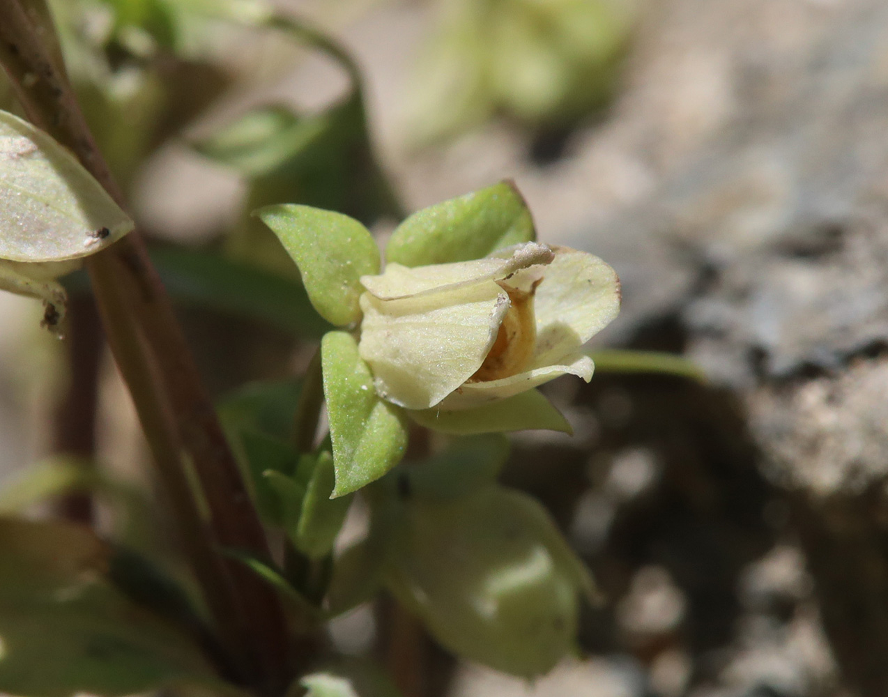 Изображение особи Anagallidium dichotomum.