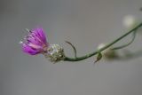 Centaurea novorossica