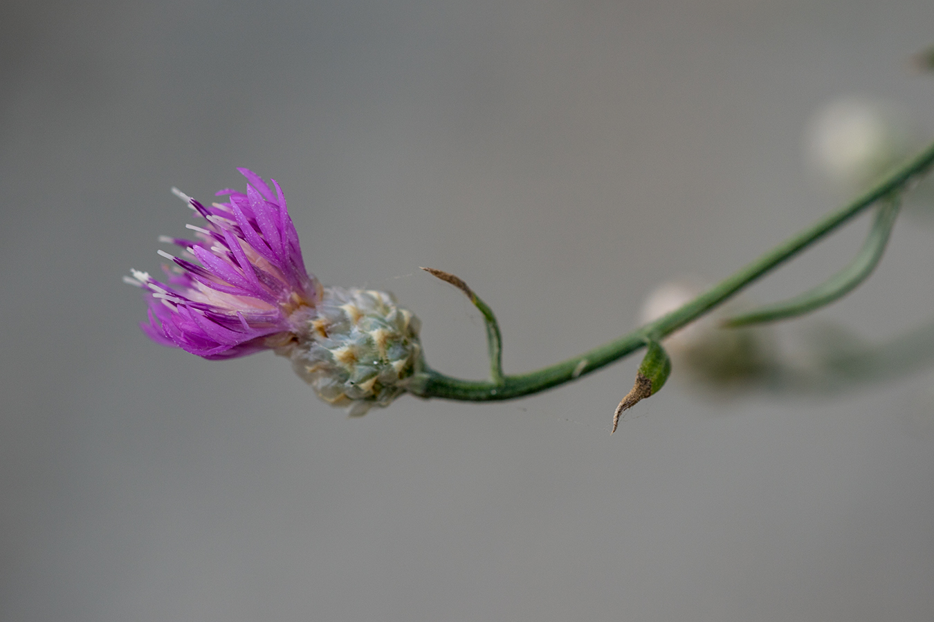 Изображение особи Centaurea novorossica.