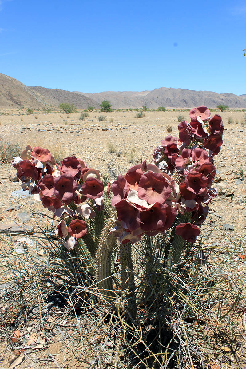Image of Hoodia currorii specimen.