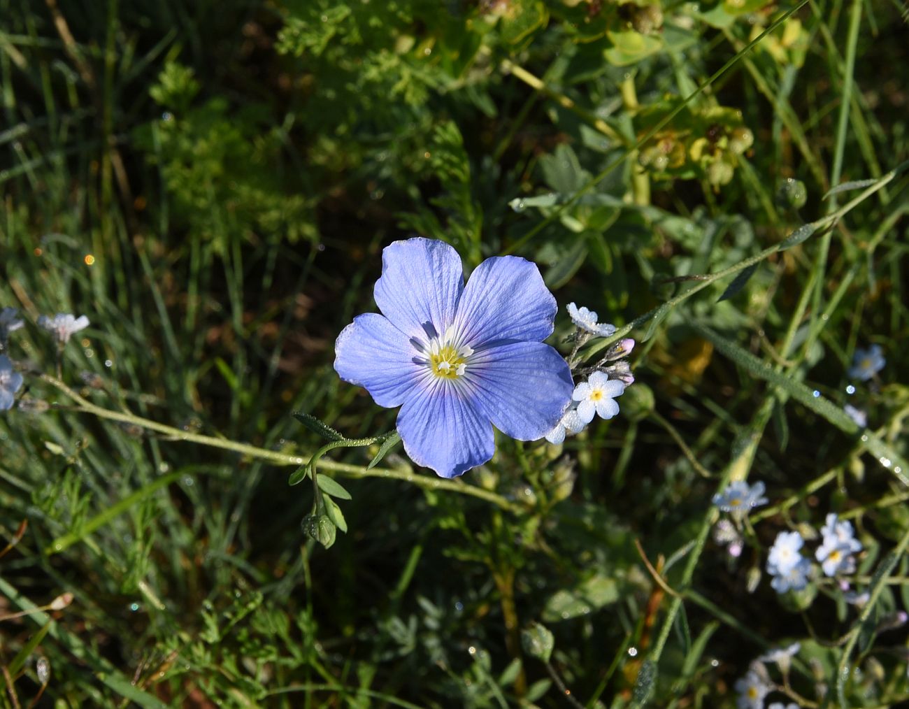 Изображение особи Linum austriacum.