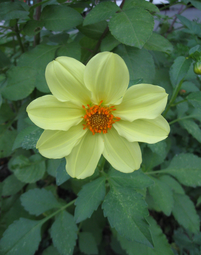 Изображение особи Dahlia pinnata.