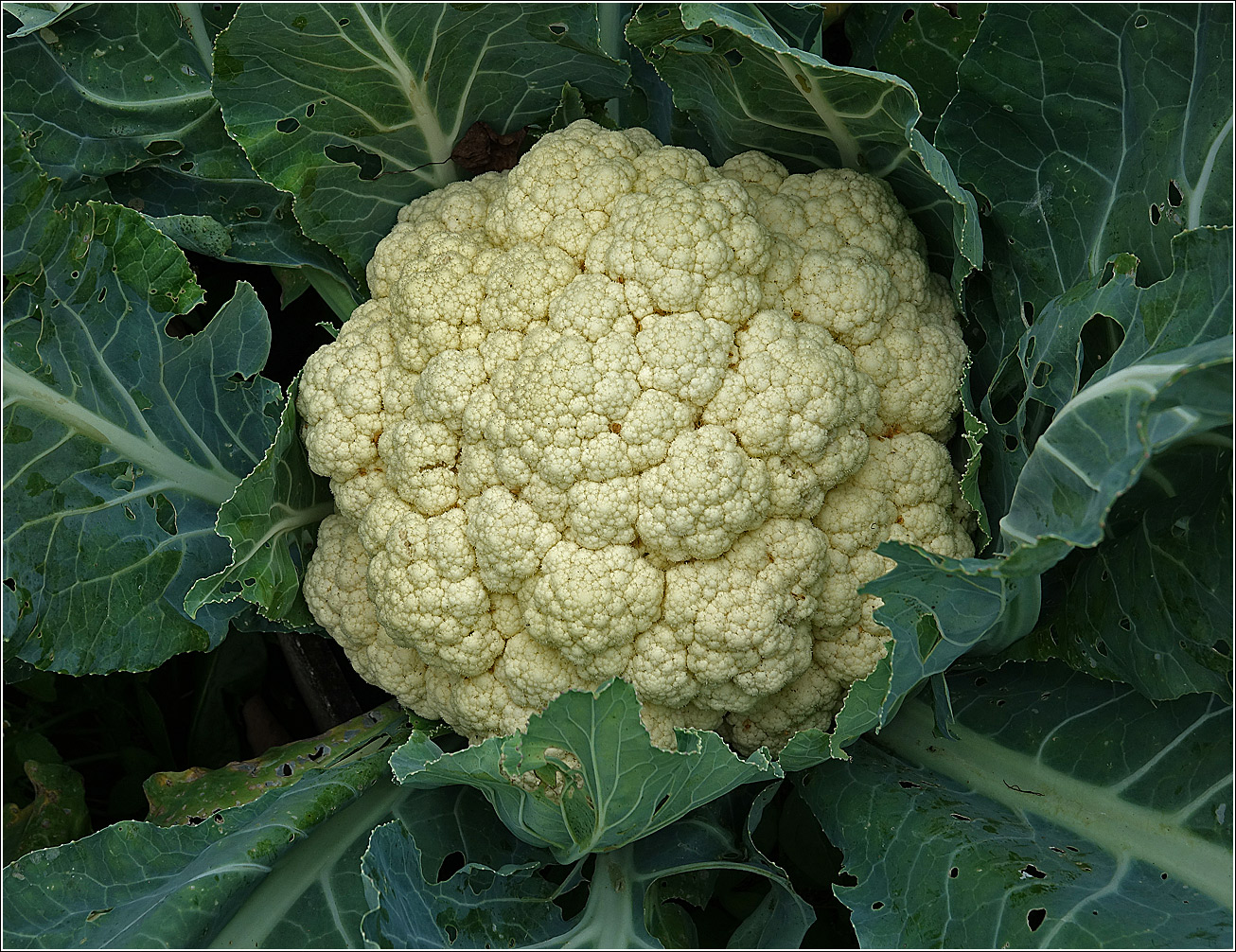 Изображение особи Brassica oleracea var. botrytis.