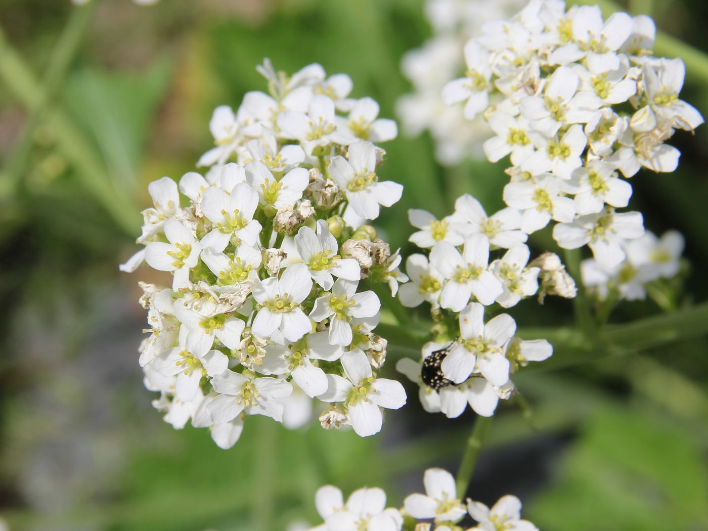 Image of Crambe kotschyana specimen.