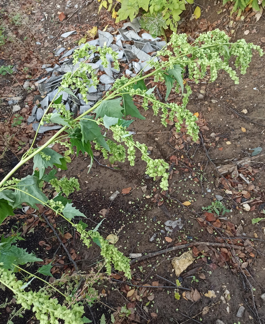 Изображение особи Atriplex sagittata.