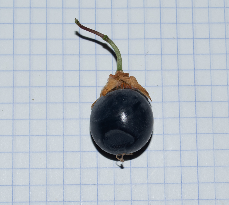 Image of Passiflora coriacea specimen.
