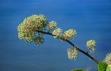 Aralia cordata