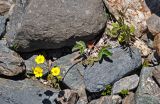 Potentilla crebridens