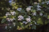 Crataegus