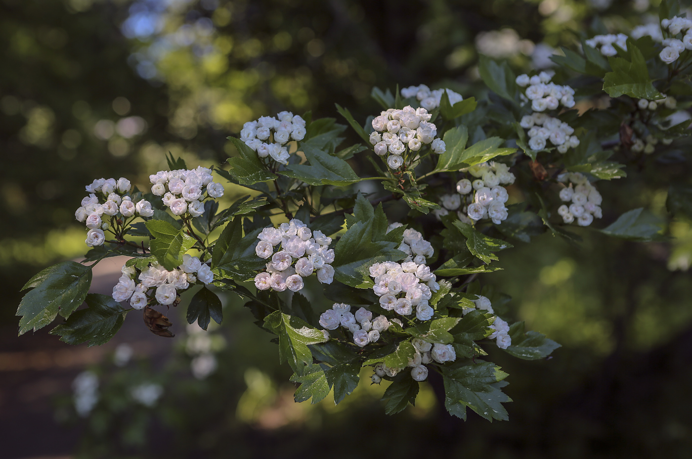 Изображение особи род Crataegus.