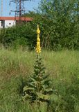 Verbascum phlomoides. Цветущее растение на пустыре. Владикавказ, левый берег р. Терек. 03.07.2022.