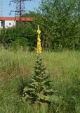 Verbascum phlomoides