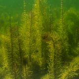 Hippuris vulgaris. Побеги. Ленинградская обл., Ломоносовский р-н, Низинское сельское поселение, Шинкарский пруд, на глубине 2 м. 13.07.2013.