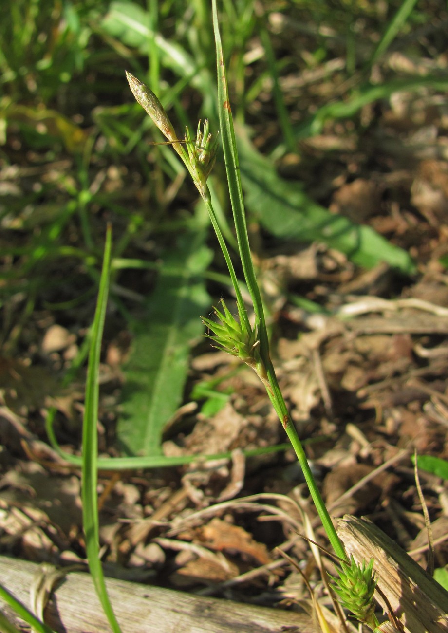 Изображение особи род Carex.
