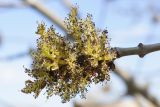 genus Fraxinus