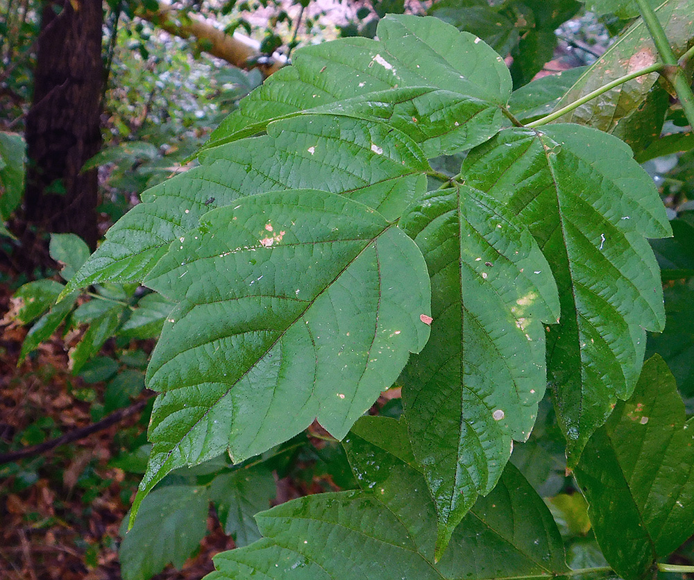 Image of Acer negundo specimen.