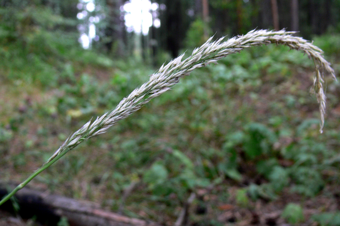 Image of Calamagrostis arundinacea specimen.