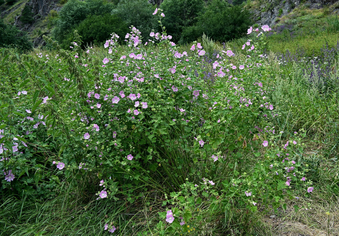 Image of Malva thuringiaca specimen.