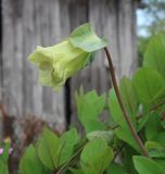 Cobaea scandens. Цветок (день перед началом цветения). Тверская обл., Весьегонск, в культуре. 26 августа 2022 г.