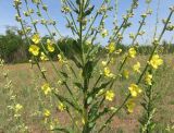 Verbascum banaticum
