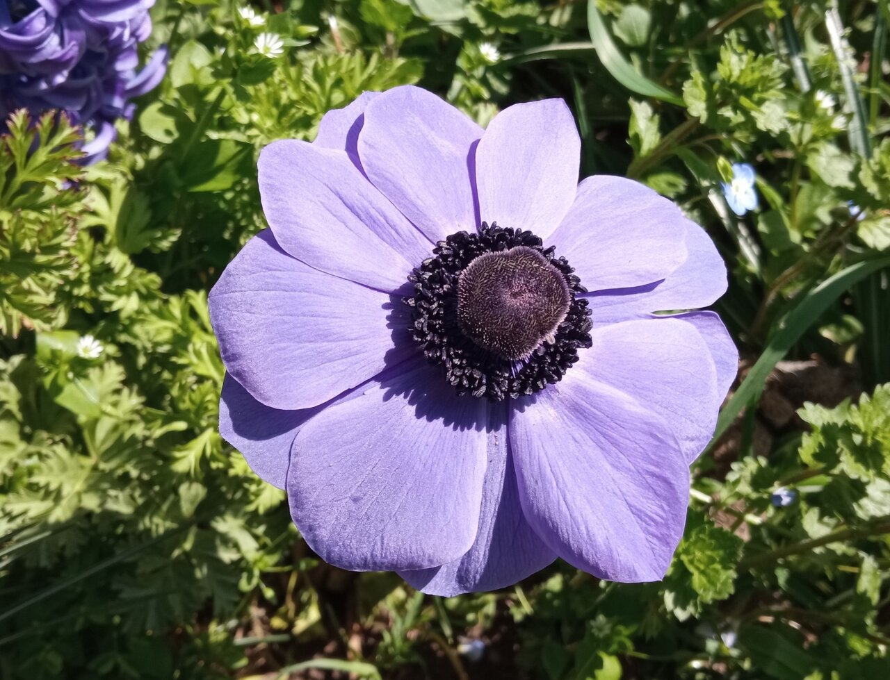 Изображение особи Anemone coronaria.