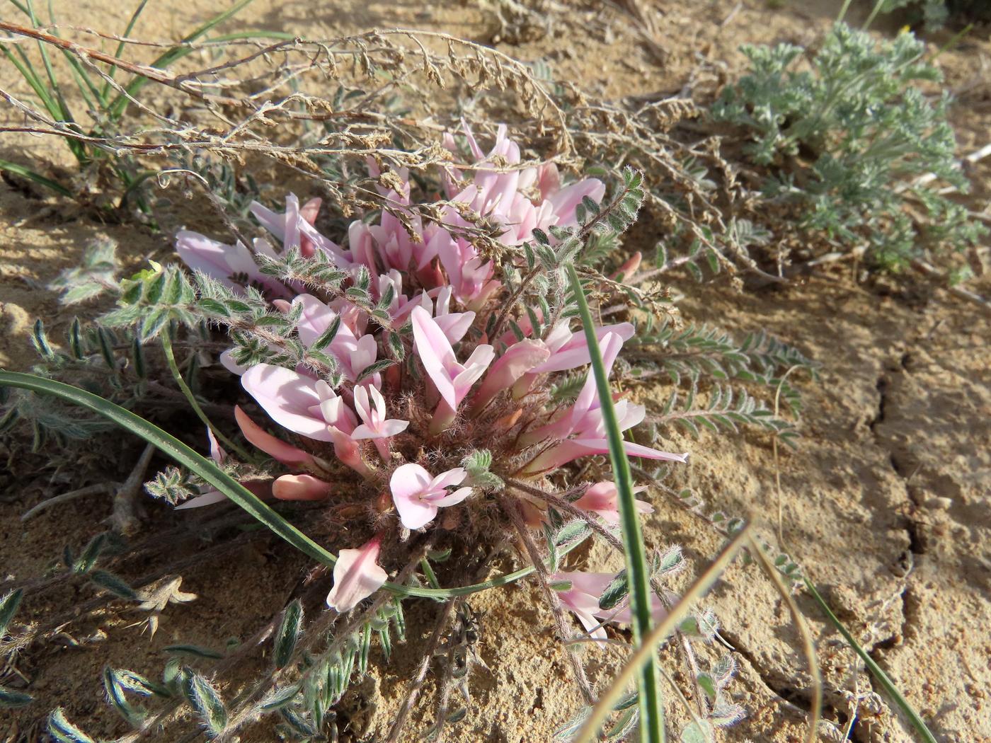 Image of Astragalus dolichophyllus specimen.