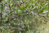 genus Berberis
