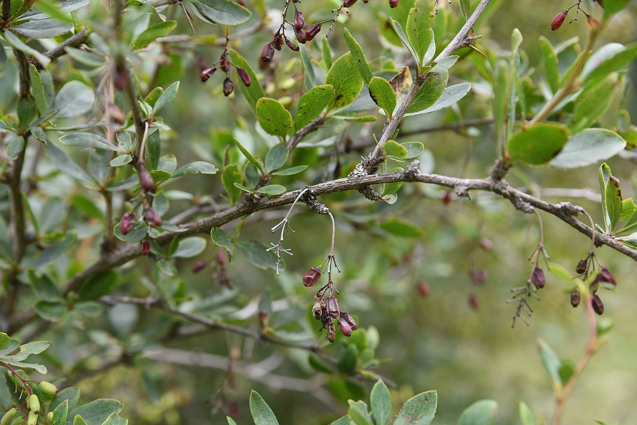 Image of genus Berberis specimen.