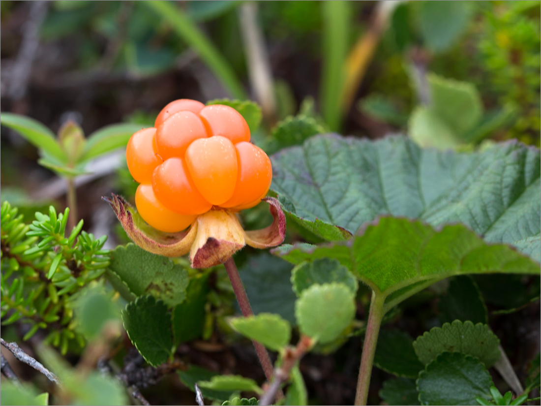 Изображение особи Rubus chamaemorus.