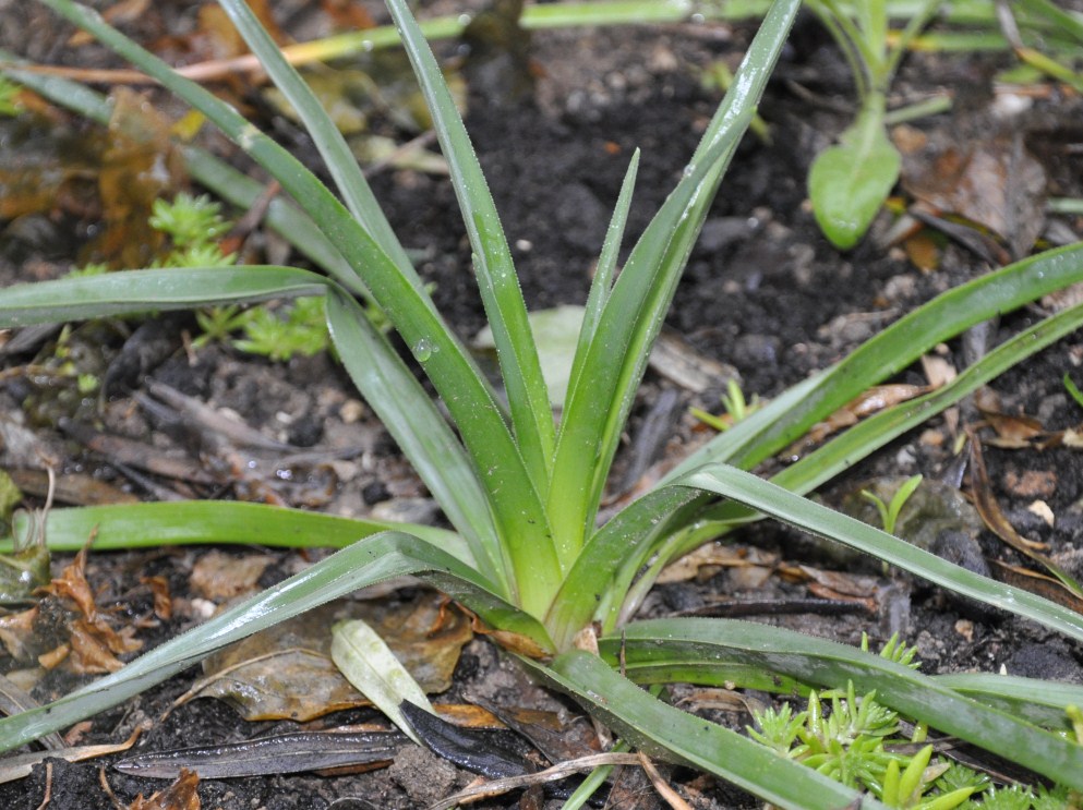 Image of Kniphofia uvaria specimen.