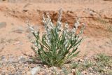 Lachnoloma lehmannii. Цветущее растение. Таджикистан, Согдийская обл., Исфара, глинисто-каменистый склон. 1 мая 2023 г.